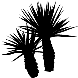 palmier