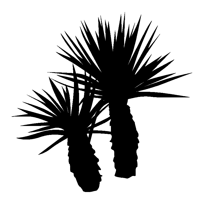 palmier