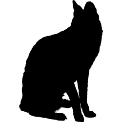 chat7