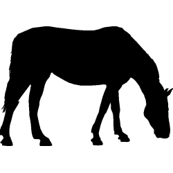 cheval9