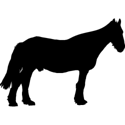 cheval16