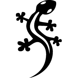salamandre2