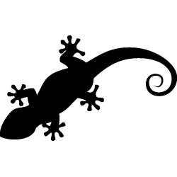 salamandre3