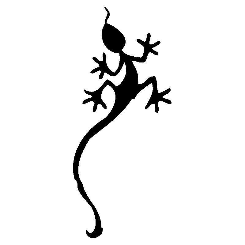 salamandre9