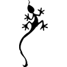 salamandre9