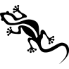 salamandre11