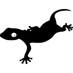 salamandre13