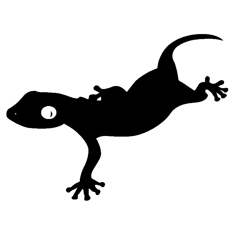 salamandre13