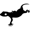 salamandre13