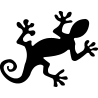 salamandre15