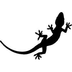 salamandre18