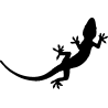 salamandre18