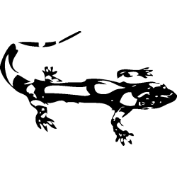 salamandre21