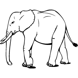 elephant4
