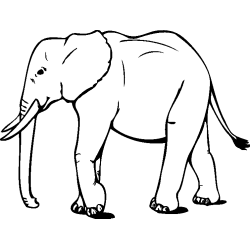 elephant4