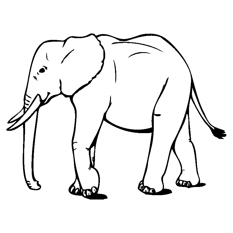 elephant4
