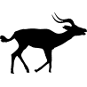okapi1