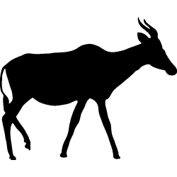 elan1