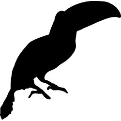toucan1