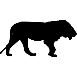 lion2