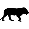 lion2