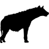 hyenne1