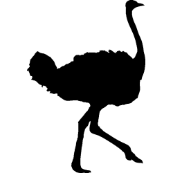autruche1