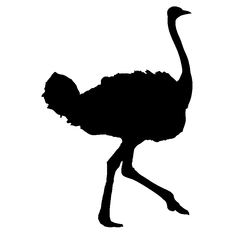 autruche1
