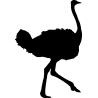 autruche1