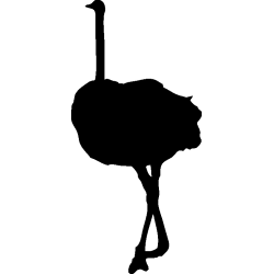 autruche2