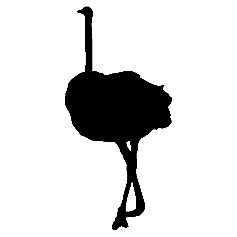 autruche2