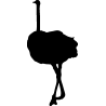 autruche2