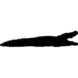 crocodile1