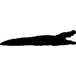 crocodile1