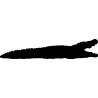 crocodile1