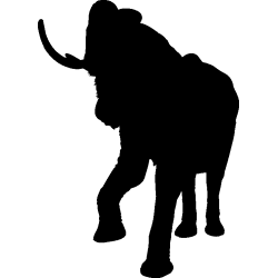 elephant6