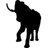 elephant6