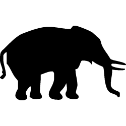 elephant7