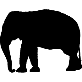 elephant10