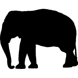 elephant10