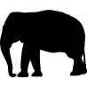 elephant10
