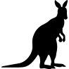 kangourou1