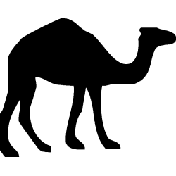 dromadaire1