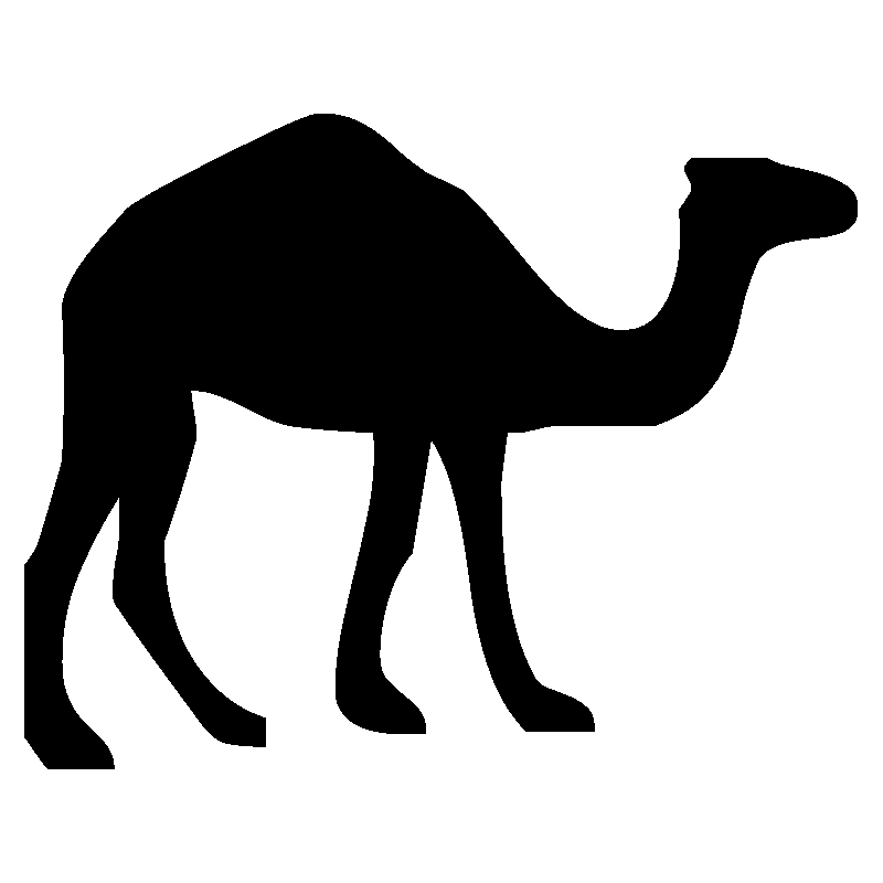 dromadaire1