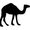 dromadaire1