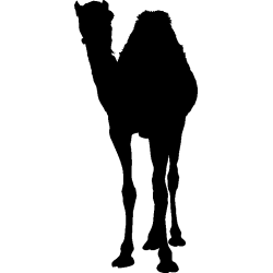 dromadaire2
