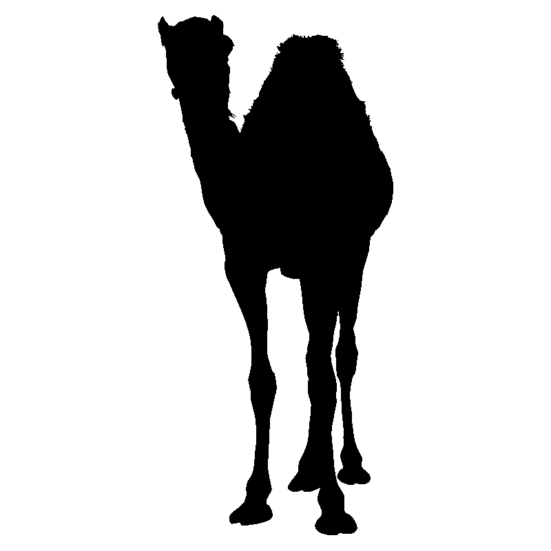 dromadaire2