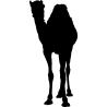 dromadaire2