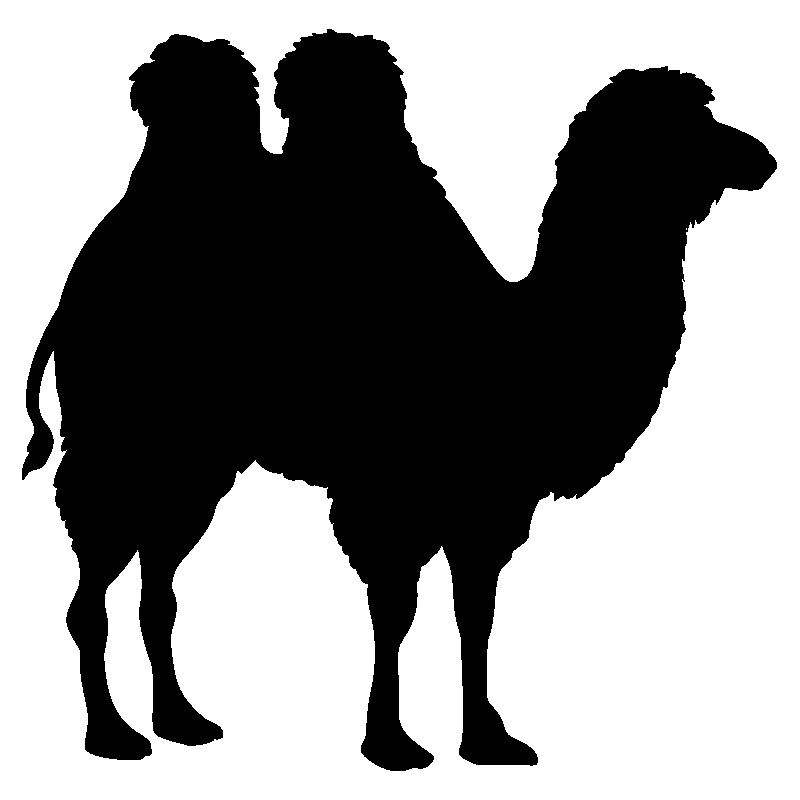 dromadaire3