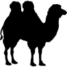 dromadaire3
